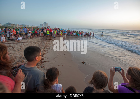 Tourists watch as newly-hatched Kemp's ridley sea turtles are released into the Gulf of Mexico. Stock Photo