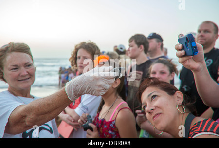 Tourists watch as newly-hatched Kemp's ridley sea turtles are released into the Gulf of Mexico. Stock Photo