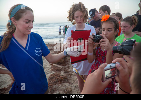 Tourists watch as newly-hatched Kemp's ridley sea turtles are released into the Gulf of Mexico. Stock Photo