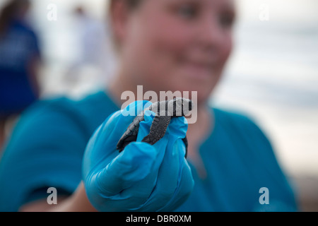 Tourists watch as newly-hatched Kemp's ridley sea turtles are released into the Gulf of Mexico. Stock Photo