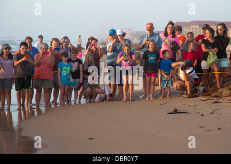 Tourists watch as newly-hatched Kemp's ridley sea turtles are released into the Gulf of Mexico. Stock Photo