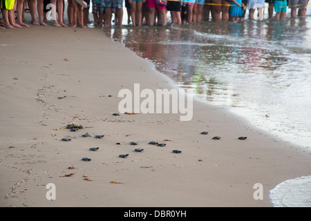 Tourists watch as newly-hatched Kemp's ridley sea turtles are released into the Gulf of Mexico. Stock Photo