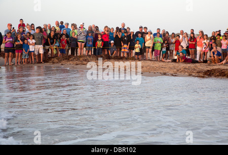 Tourists watch as newly-hatched Kemp's ridley sea turtles are released into the Gulf of Mexico. Stock Photo