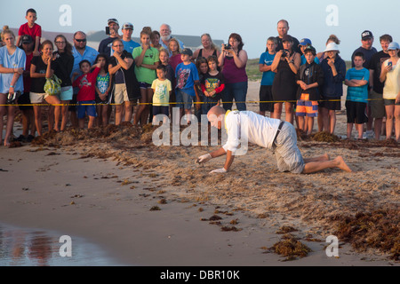 Tourists watch as newly-hatched Kemp's ridley sea turtles are released into the Gulf of Mexico. Stock Photo