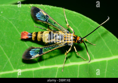 Clearwing Wasp Mimic Moth perched on a green leaf. Stock Photo