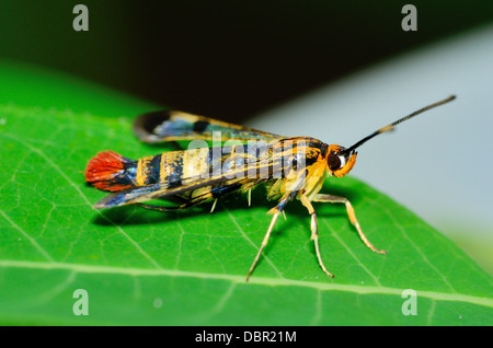 Clearwing Wasp Mimic Moth perched on a green leaf. Stock Photo