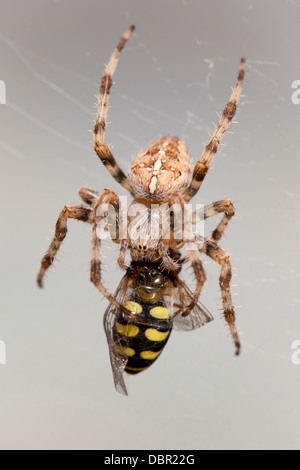 Female Araneus Diadematus spider eating a striped fly. Stock Photo