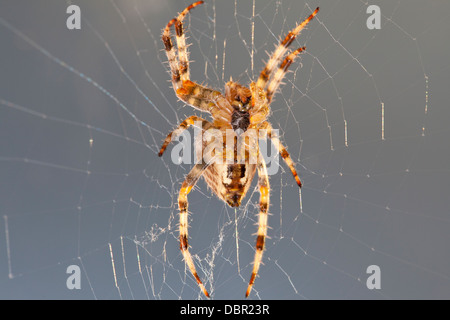 Female Araneus Diadematus spider Stock Photo