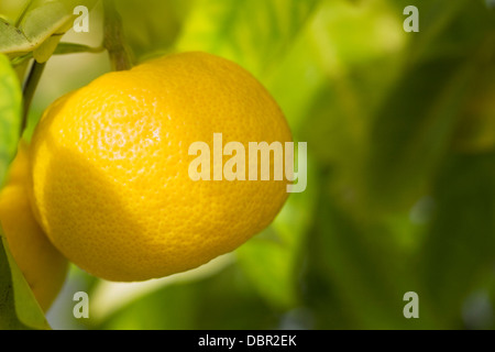 Citrus × paradisi growing in a protected environment. Grapefruit on a tree in a greenhouse. Stock Photo