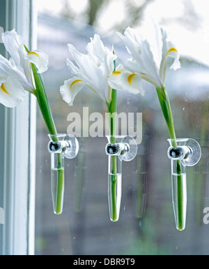 Close-up of three irises in window suction cup vases Stock Photo