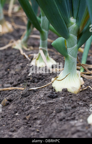 Allium cepa. Onion 'Hytech' growing in a vegetable garden. Stock Photo