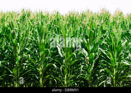 Corn stalks on a hot summers day. Stock Photo