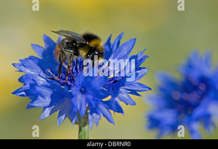 Red-Tailed Bumble Bee (Bombus lapidarius) Feeding On Cornflowers (Centaurea cyanus) Sussex Uk Stock Photo