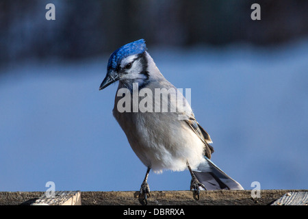 Blue Jay (Cyanocitta cristata)  Blue jay, with its many shades of beautiful blue, eating at a feeder. Calgary, Alberta, Canada Stock Photo