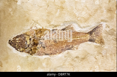 Fossil of a fish imprinted into stone in a museum Stock Photo
