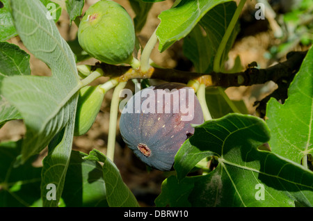A ripe mission fig carica Franciscana on a tree in a fig grove Stock Photo
