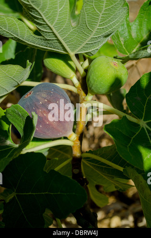 A ripe mission fig carica Franciscana on a tree in a fig grove Stock Photo