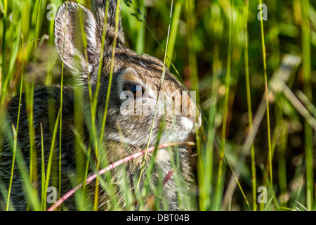Cottontail Rabbit (Sylvilagus floridanus) Trying to remane unseen in the high grass, Johnsons Island, Alberta, Canada Stock Photo