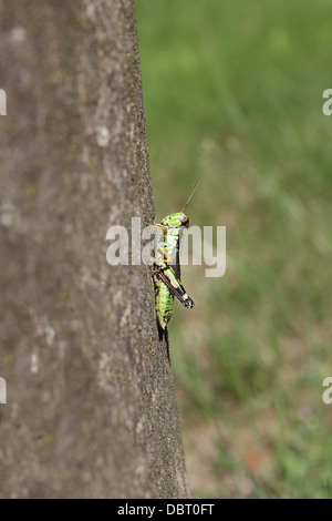 small colorful grasshopper on a leaf, Podisma (sub)alpina Stock Photo