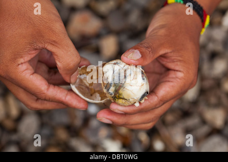 A Filipino opens a balut, or fertilized duck egg, before eating the unique Pinoy snack in Oriental Mindoro, Philippines. Stock Photo