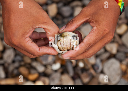 A Filipino opens a balut, or fertilized duck egg, before eating the unique Pinoy snack in Oriental Mindoro, Philippines. Stock Photo