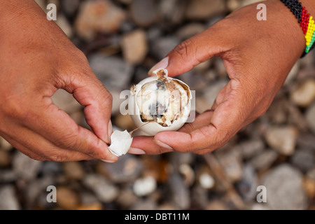 A Filipino opens a balut, or fertilized duck egg, before eating the unique Pinoy snack in Oriental Mindoro, Philippines. Stock Photo