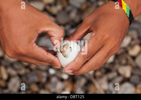 A Filipino opens a balut, or fertilized duck egg, before eating the unique Pinoy snack in Oriental Mindoro, Philippines. Stock Photo