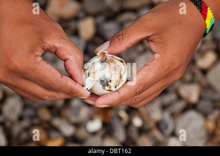 A Filipino opens a balut, or fertilized duck egg, before eating the unique Pinoy snack in Oriental Mindoro, Philippines. Stock Photo