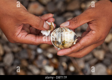 A Filipino opens a balut, or fertilized duck egg, before eating the unique Pinoy snack in Oriental Mindoro, Philippines. Stock Photo