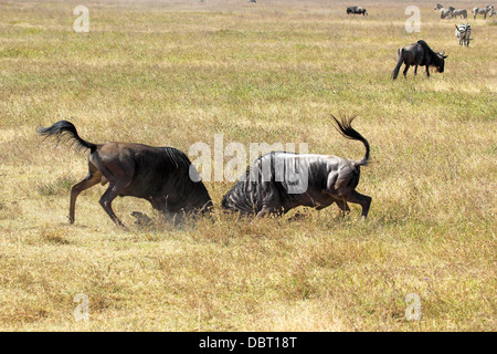 Two male blue wildebeests (Connochaetes taurinus) fighting in Ngorongoro Conservation Area, Tanzania Stock Photo