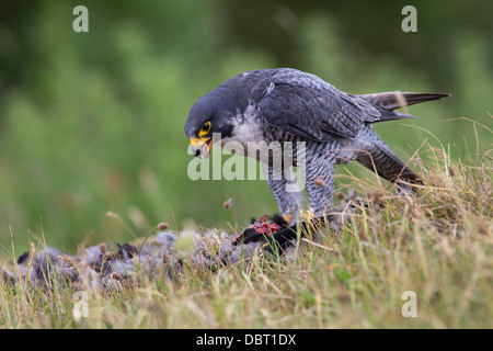 Peregrine falcon eating its prey Stock Photo - Alamy