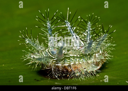 Unidentified stinging caterpillar in Tambopata National Reserve, Peru Stock Photo