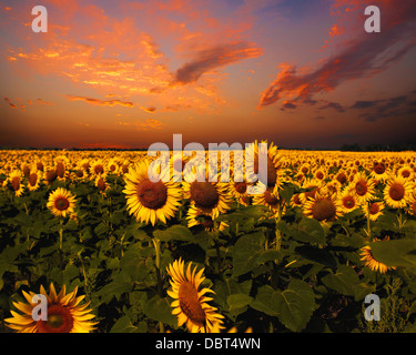 Bloody skies, Dramatic landscape with sunflowers field Stock Photo