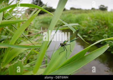 Banded Demoiselle Calopteryx splendens female Stock Photo