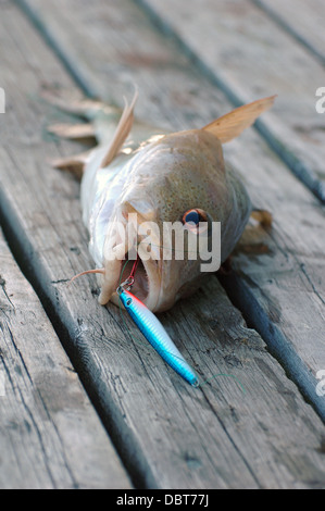 Single cod (Gadus Morhua) on boards with spoonbait Stock Photo