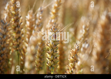 Seven spot ladybird or ladybug on a stalk of wheat Stock Photo