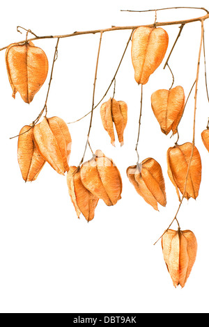 Golden Rain tree seed pods (koelreuteria paniculata) on white background Stock Photo