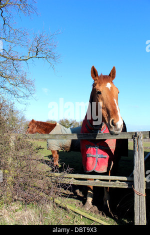 Two Horses, one of them looking over a fence on a bright summers afternoon Stock Photo