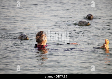 A human swimmer is approached by wild and curious grey seals Halichoerus grypus, Helgoland, North Sea Stock Photo