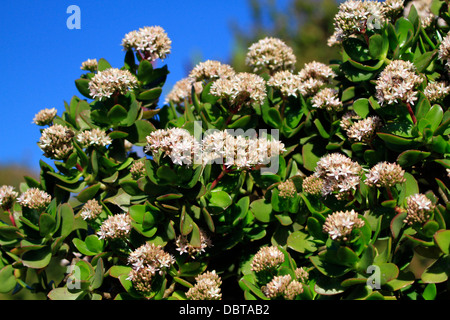 Crassula ovata, also called jade plant, friendship tree, lucky plant, or money tree in Kirstenbosch Botanical Gardens. Stock Photo