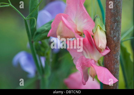 Sweet Pea Flowers - Lathyrus Odoratus, background out of focus Stock Photo