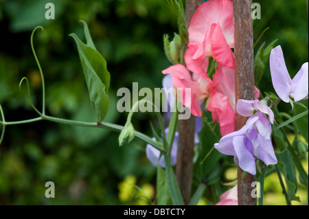 Sweet Pea Flowers, background out of focus Stock Photo