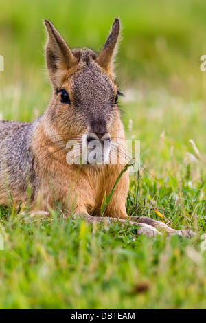 Patagonian hare (mara) Stock Photo