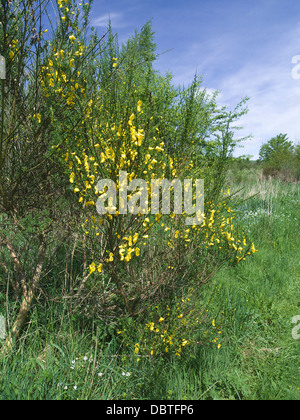 Sarothamnus scoparius ( Broom ) in Flower UK Stock Photo