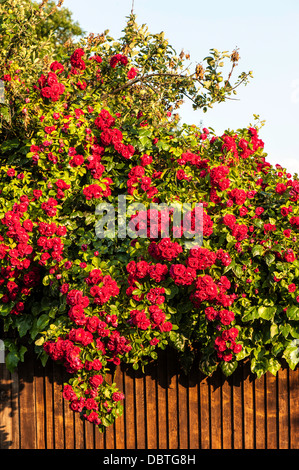 Rose bush over fence Stock Photo