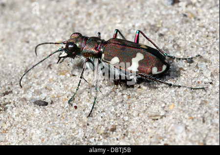 Series of 10 detailed close-ups of Cicindela hybrida, the Northern Dune Tiger Beetle Stock Photo