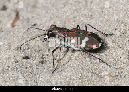 European Northern Dune Tiger Beetle ( Cicindela hybrida) Stock Photo