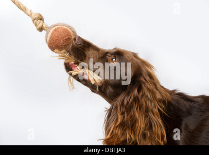 A spaniel photographed in a studio with a white background Stock Photo