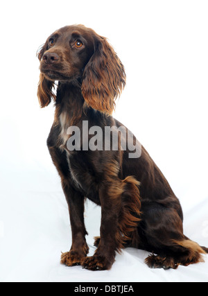A spaniel photographed in a studio with a white background Stock Photo