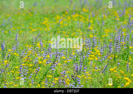 thyme flowers on field in summer time Stock Photo